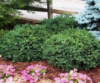 Vardar Valley Boxwood (8 10" in quart containers)  Shrub Plants  Patio, Lawn & Garden