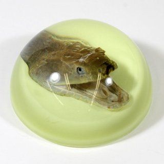 3.5" Snake Head Dome Paperweight Glow in the Dark Toys & Games