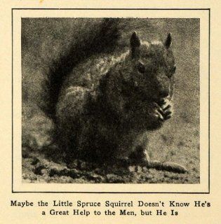 1922 Print Fuzzy Spruce Squirrel Eating Nut Still Life   Original Halftone Print  