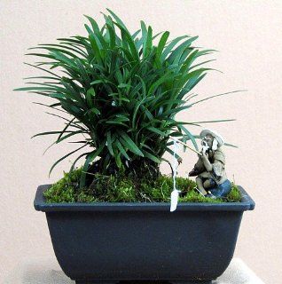 Kyoto Dwarf Mondo Grass Bonsai   Ophiopogon   Indoor/Out  Bonsai Plants  Patio, Lawn & Garden