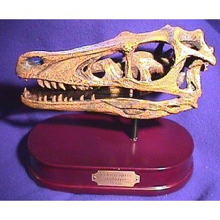 Dinosaur Velociraptor (Skull Model) Science Fossils