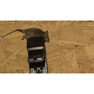 Trapper Mini T rex Easy Set Mouse Snap Trap 6 Traps BELL 1044  Rodent Traps  Patio, Lawn & Garden