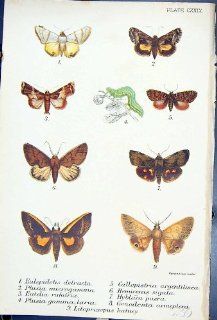 Antique Print of Eulepidotis Callopistria Hyblaca Plusia Gamma Butterflies 1896 Lloyd Kirby  