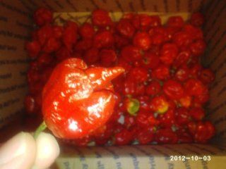 ONLY $20 100 Trinidad Scorpion Butch T 'seeds' (Mississippi Strain) * Guinness World Record * Hottest Pepper in the World  Vegetable Plants  Patio, Lawn & Garden