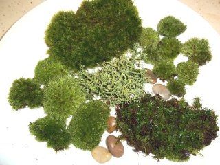 Live Moss Assortment for Terrariums   Frog, Haircap, Cushions, Rocks, Lichen  Herb Plants  Patio, Lawn & Garden