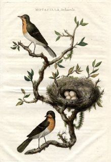 Antique Bird Print EUROPEAN ROBIN Sepp Nozeman 1770   Etchings Prints
