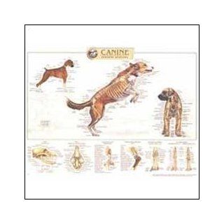 Canine Skeletal System Anatomical Chart 20" X 26" Health & Personal Care