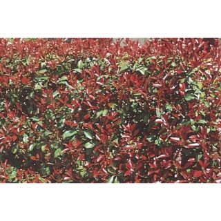 3.43 Gallon White Red Tip Photinia (L3049)