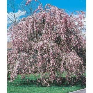 12.68 Gallon Pink Weeping Cherry (L1010)