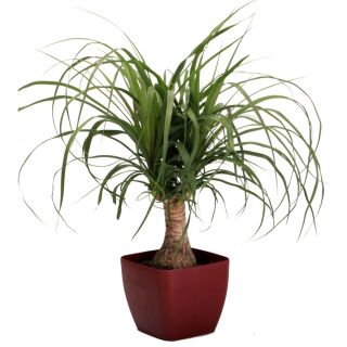 1.25 Quart Ponytail Palm in Planter