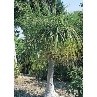 3.61 Gallon White Ponytail Palm (L9998)