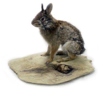 Cotton Tale Rabbit Taxidermy Mount  Collectible Figurines  