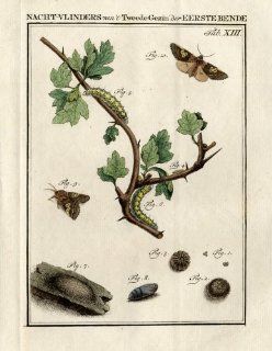 Antique Print FIGURE OF EIGHT MOTH BUTTERFLY Sepp 1762   Etchings Prints