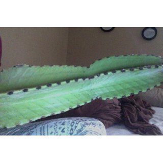 San Pedro Cactus (LARGE 12 inch cutting)  Succulent Plants  Patio, Lawn & Garden