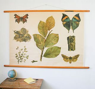 vintage school chart 'insects' by bonnie and bell