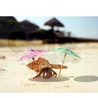 Hermit Crab Beach Bum Large Landscape Pet Tag by Admin_CP70839509