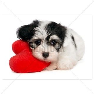 Lover Valentine Havanese Puppy   Invitations by Bigstock