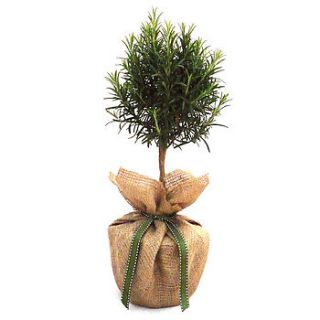 aromatic plant gifts mini stemmed rosemary by giftaplant