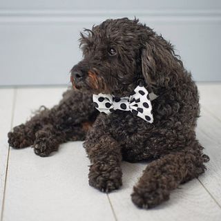 dapper dog bow tie by briar rose