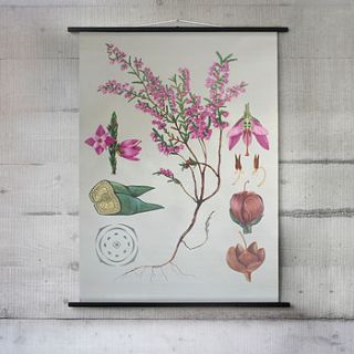 heather botanical wall chart by wallography