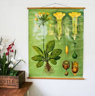 vintage chart primrose by bonnie and bell