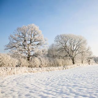 pack of 12 'snow meadow' christmas cards by belle photo ltd