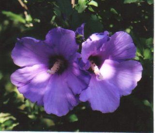 Blue Rose Of Sharon Hibiscus Syriacus Shrub 3 SEEDS  Flowering Plants  Patio, Lawn & Garden