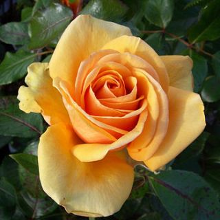 scented plants rose simply the best by giftaplant