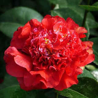 ruby anniversary gifts   camellia ruby wedding by giftaplant