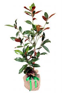 magnolia grandiflora by trees direct