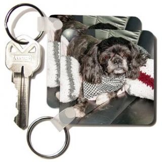 An Adorable House Pet Shiatsu Dog in The Back Seat of Car After Having Been Groomed in a Scarf   Set Of 2 Key Chains Clothing