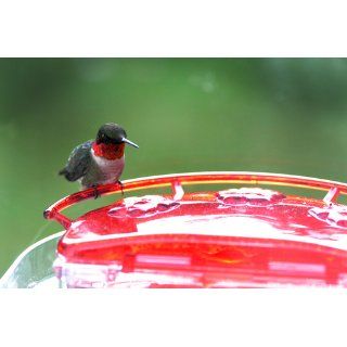 Aspects 407 Jewel Box Window Hummingbird Feeder, 8 Ounce  Wild Bird Feeders  Patio, Lawn & Garden