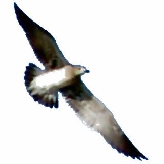 Bird in Flight Acrylic Cut Outs