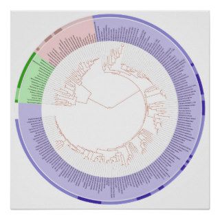 The Phylogenetic Tree of Life Circular Chart Posters