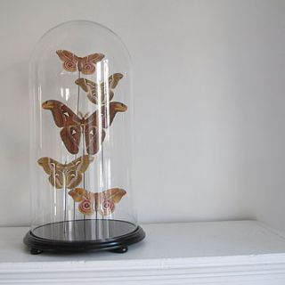 vintage style glass dome with moths by anderson masters