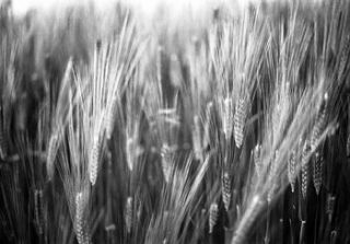 wheat, black and white print by paul cooklin