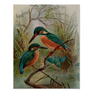 Common Kingfisher Vintage Bird Illustration Print
