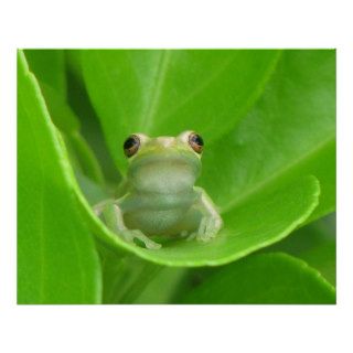 Tree Frog Poster