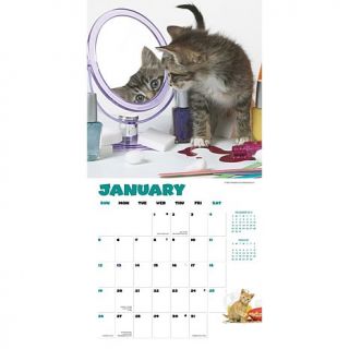 2014 Curious Kittens Wall Calendar