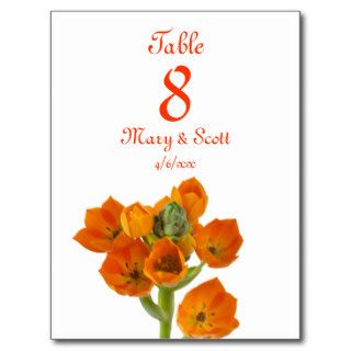 Orange Star of Bethlehem Table Number postcard