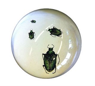 creeping beetle paperweight by natural history