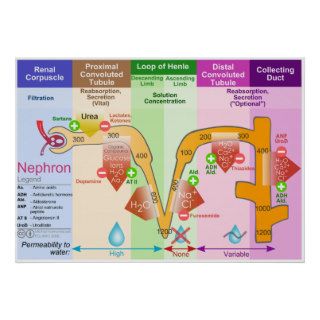 Kidney Nephron Molar Transport Diagram Posters