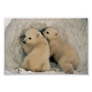 Polar Bear Posters