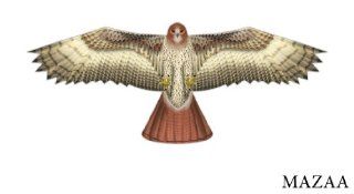 Birds of Prey Kite   Hawk