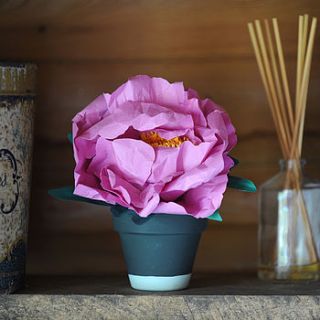 everlasting blooming paper peony in pot by frances & francis