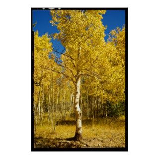 Aspen Tree, Cripple Creek, Colorado Poster