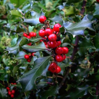 holly tree standard by giftaplant