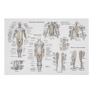 Muscle Anatomy Poster   Anterior, Posterior & Deep