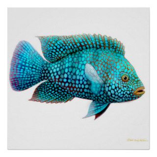 Carpintis Texas Cichlid Poster