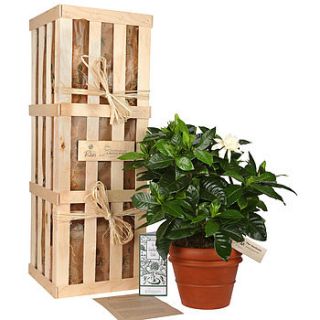 the gardenia gift crate by the gluttonous gardener
